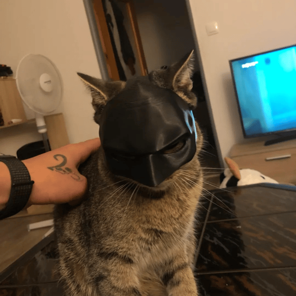 🔥Last day Clearance Sale-50% OFF--Bat Cat Avenger Mask--🔥🔥Buy More Free More!!