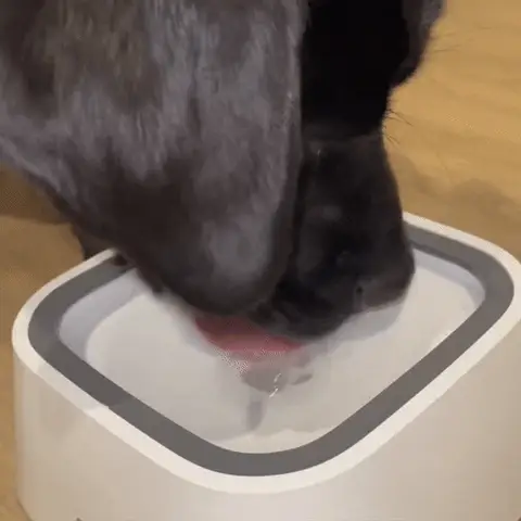 🐶Dry Bowl Dog Drinking