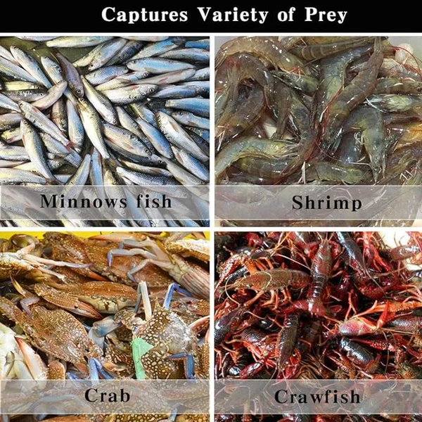 🔥The Magic Foldable Fishing Trap