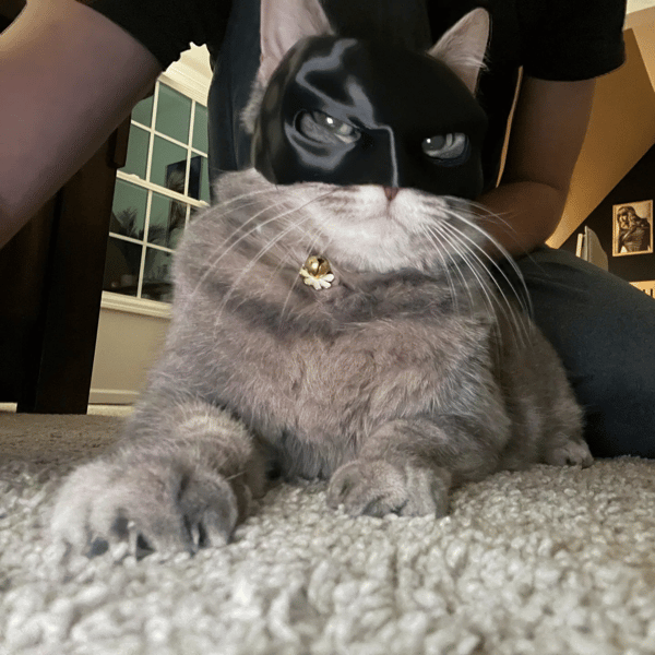 🔥Last day Clearance Sale-50% OFF--Bat Cat Avenger Mask--🔥🔥Buy More Free More!!