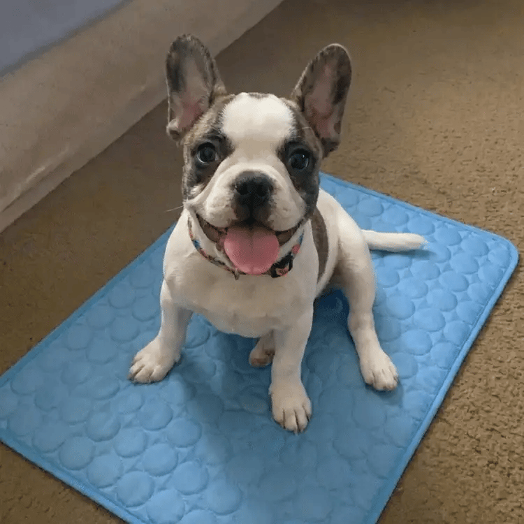 Petsume™ DreamPaws CoolBreath Mat