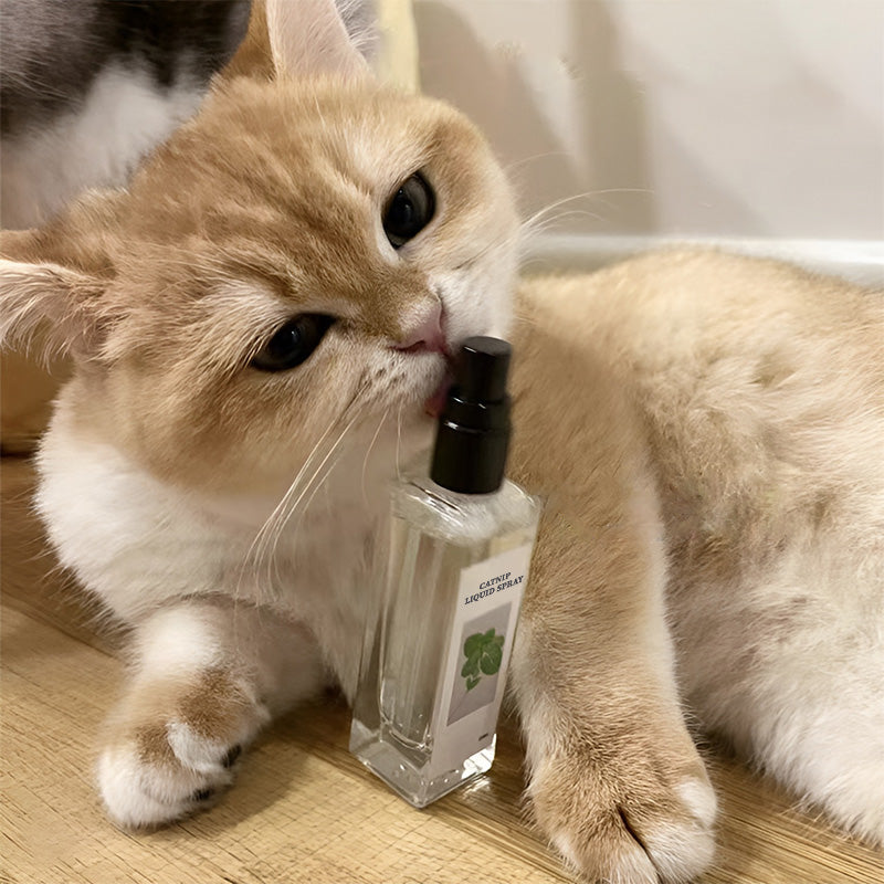 Catnip Liquid Spray - Safe, Pure, and Potent