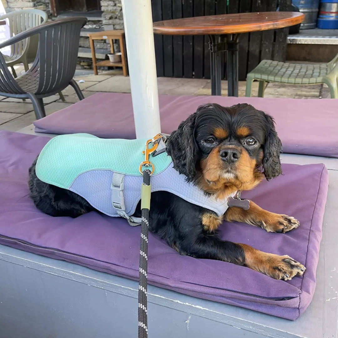 🔥 Ice Cooling Dog Protective Vest