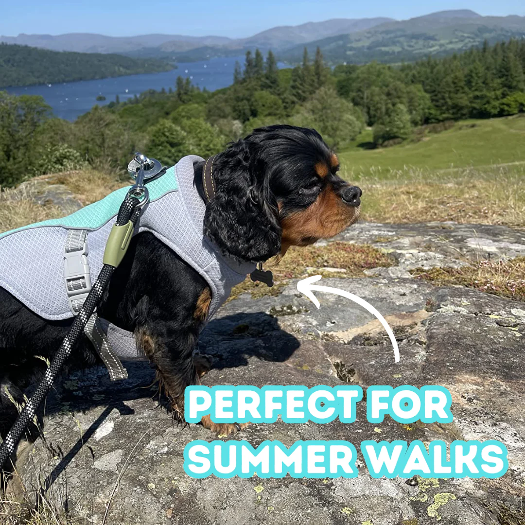 🔥 Ice Cooling Dog Protective Vest