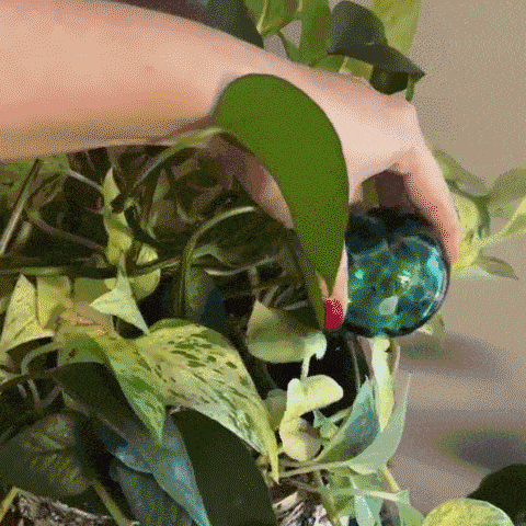 Plant Watering Globes（6 Colors）