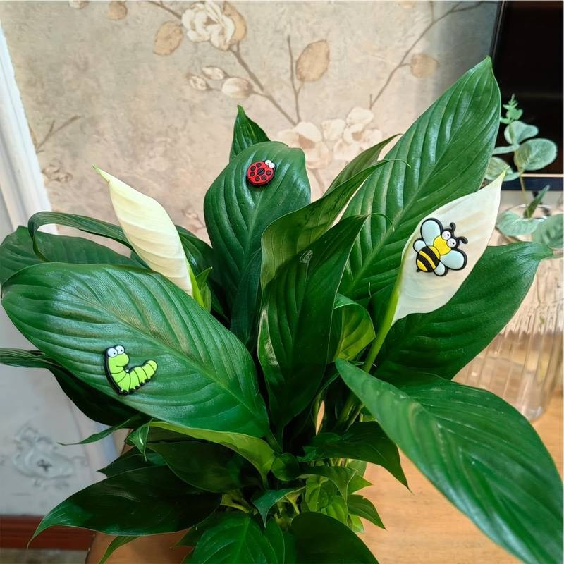 🐝🤣Funny Plant Magnets Eyes Pins for Potted Plant🤣🐝