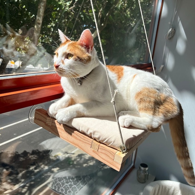 🐱Cat Window Perch