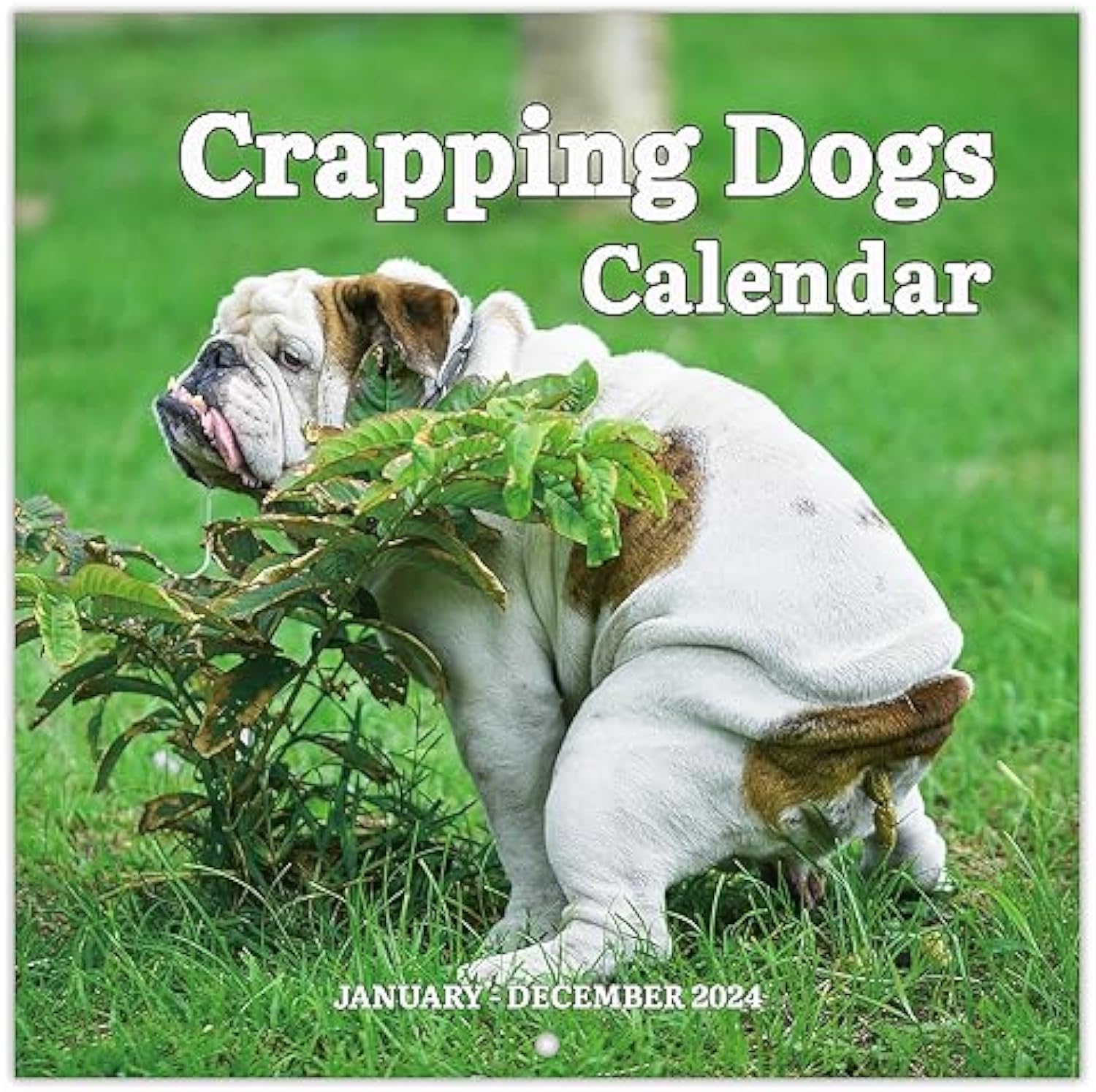 2024 Wall Calendar – 12 Monthly Pooping Dogs Calendar