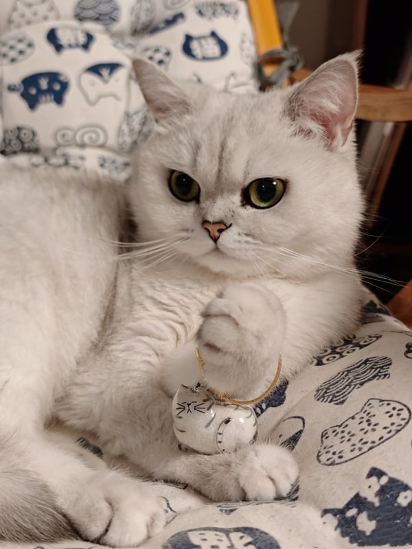 Fur-ever Loved Cat Hair Memorial Pendant