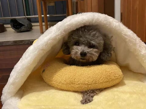 🐶🐱The Calming Pillow💐