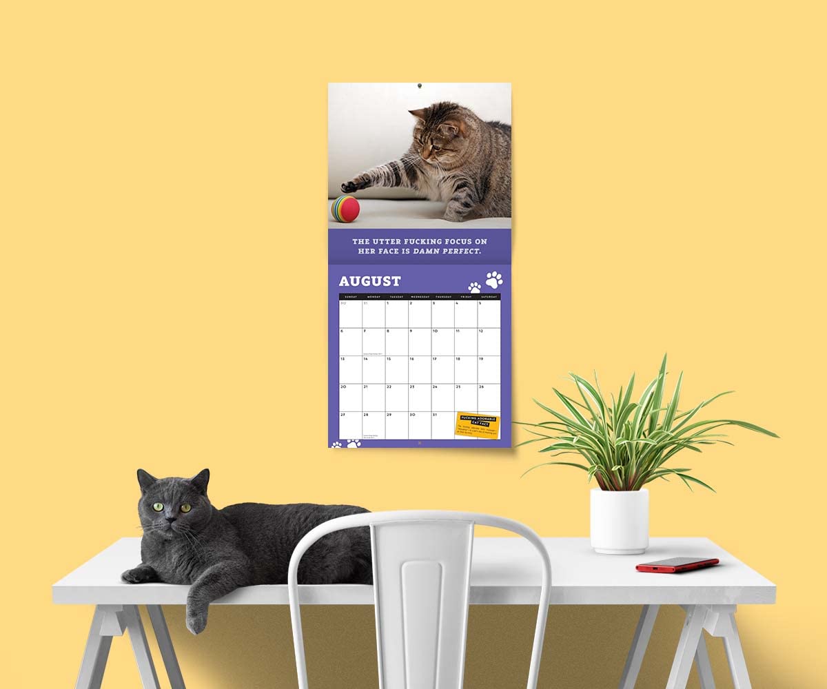😺2024 Too Cute Cats Wall Calendar