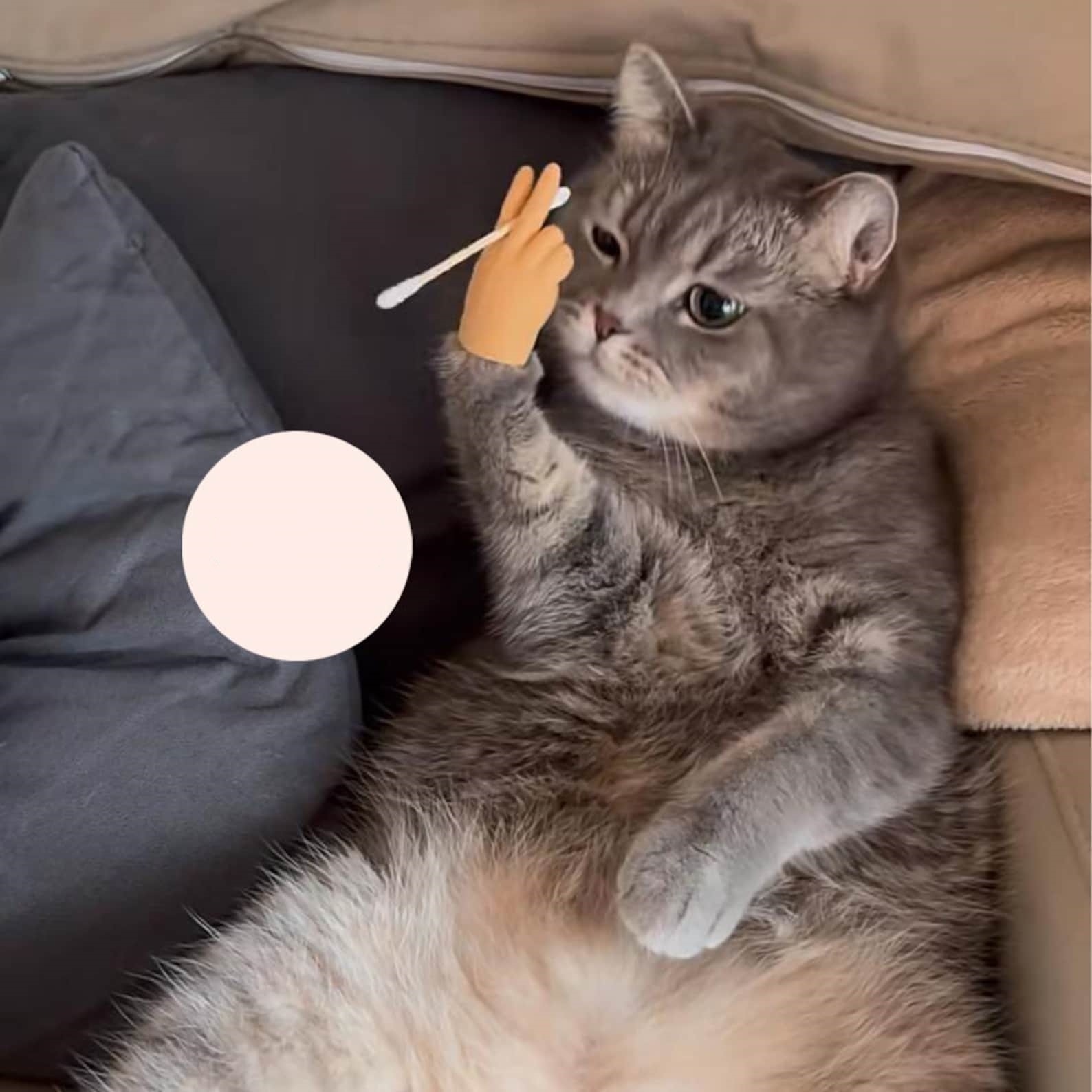 🤣Hilarious Cat Tricks Gifts - 🐾Finger Cots For Cats