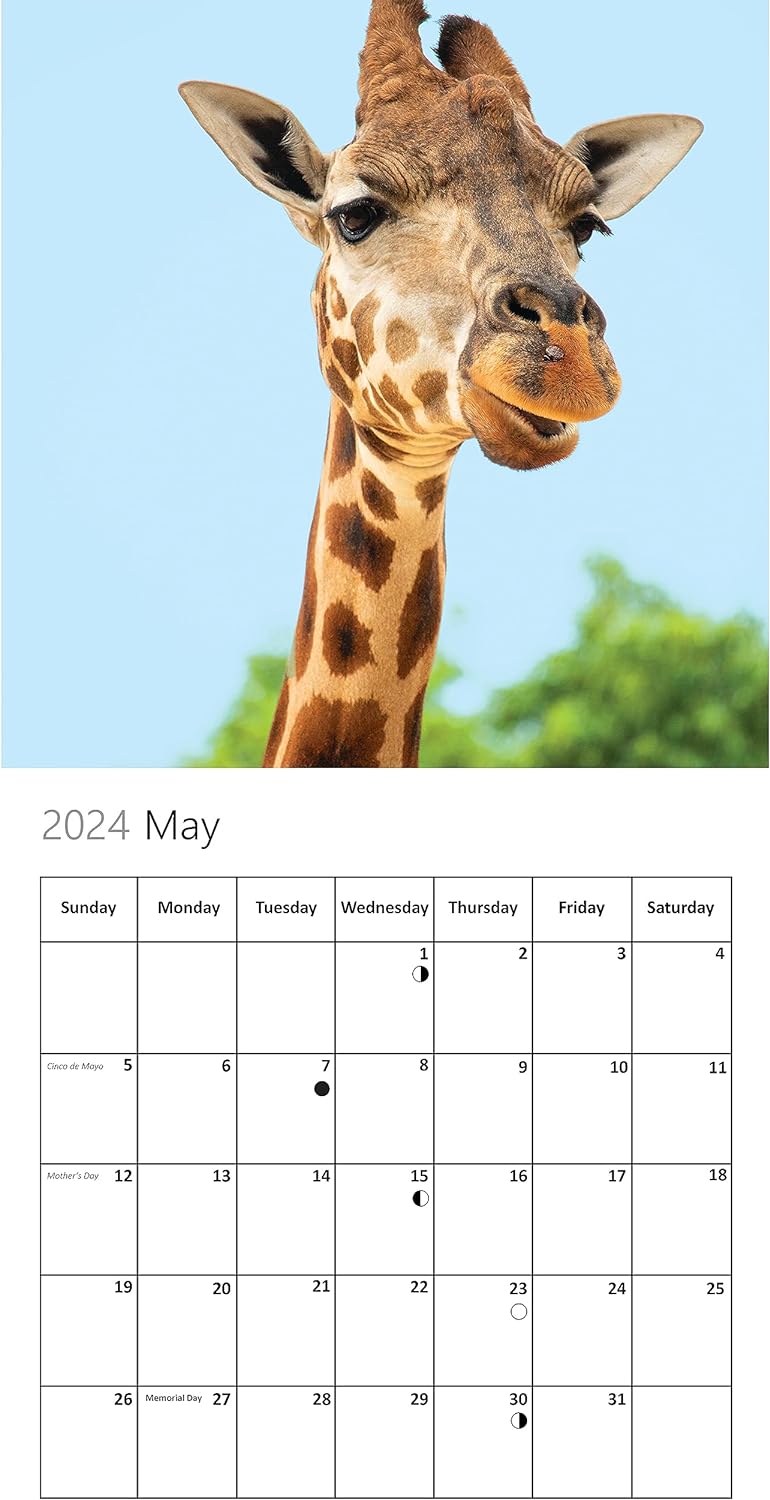 Wild Animal Wall Calendar 2024