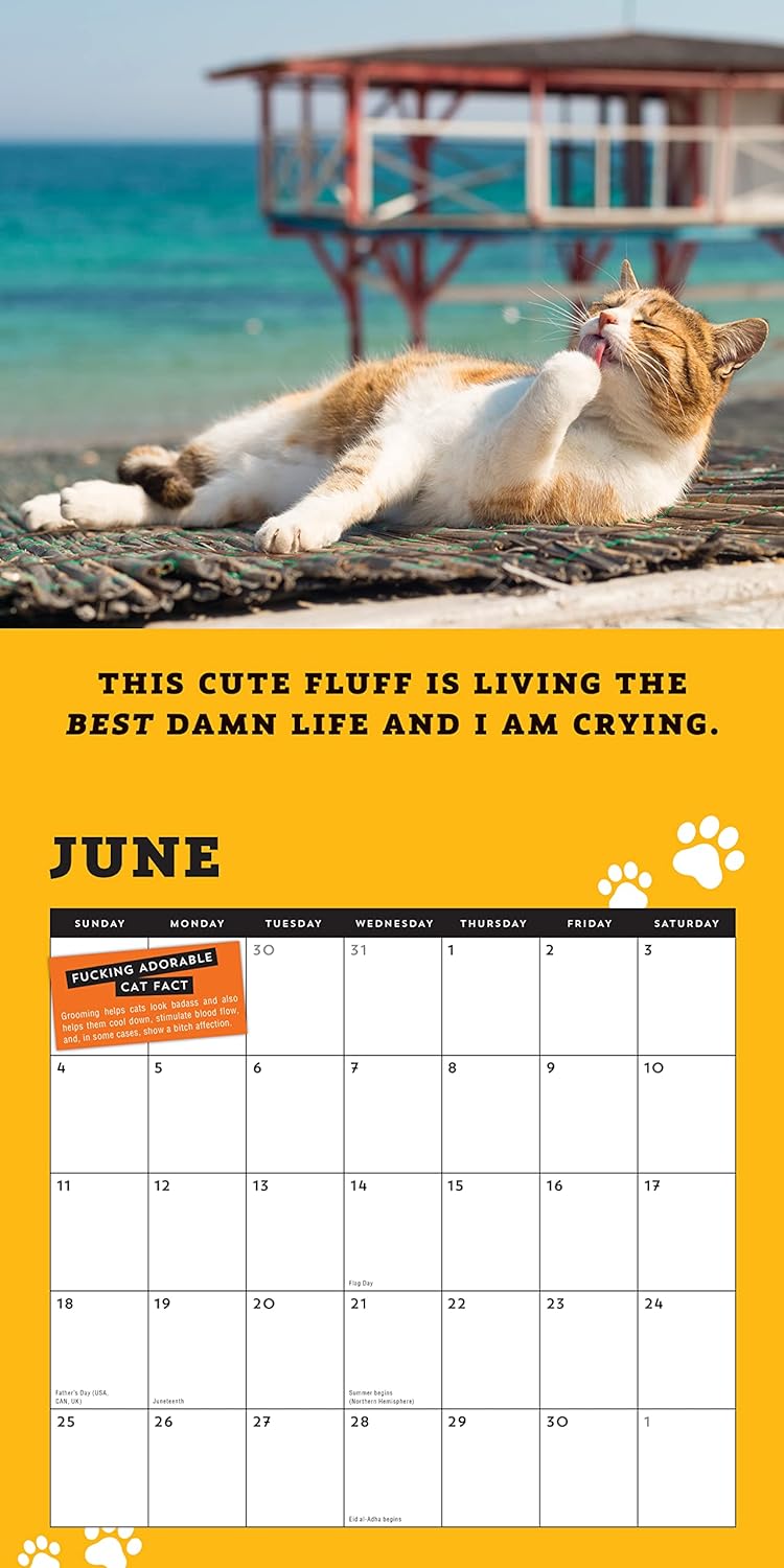 😺2024 Too Cute Cats Wall Calendar
