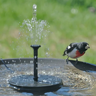 🔥Solar-Powered Bird Fountain Kit