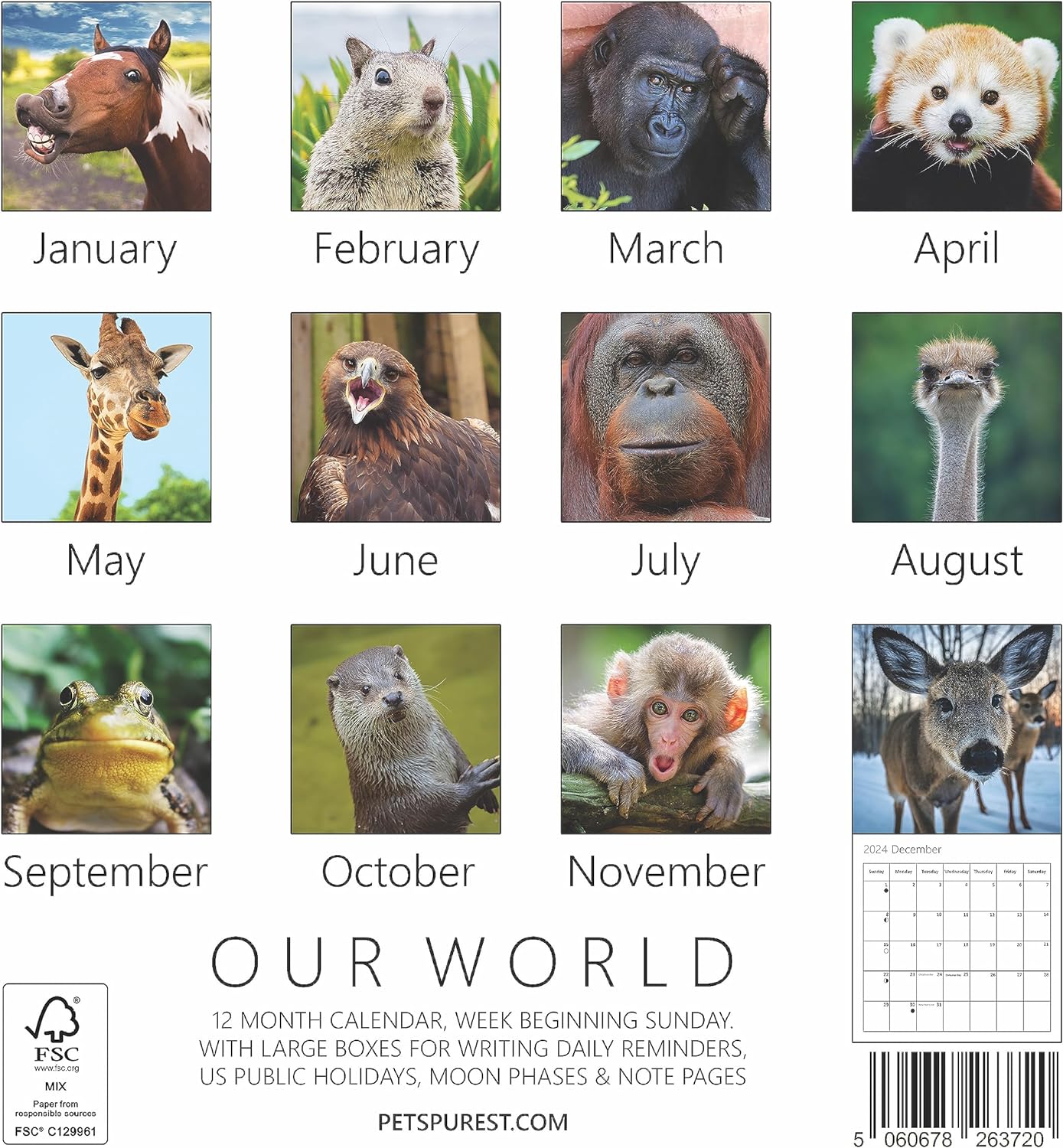 Wild Animal Wall Calendar 2024