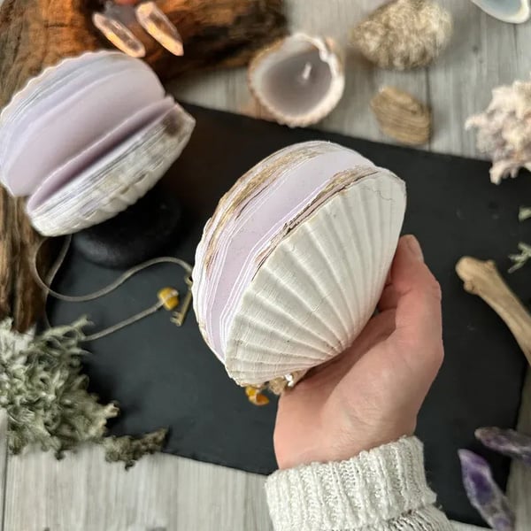 Abalone shell/Lion’s Paw shell/Scallop Shell journal