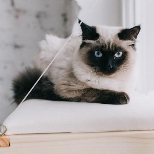 🐱Cat Window Perch