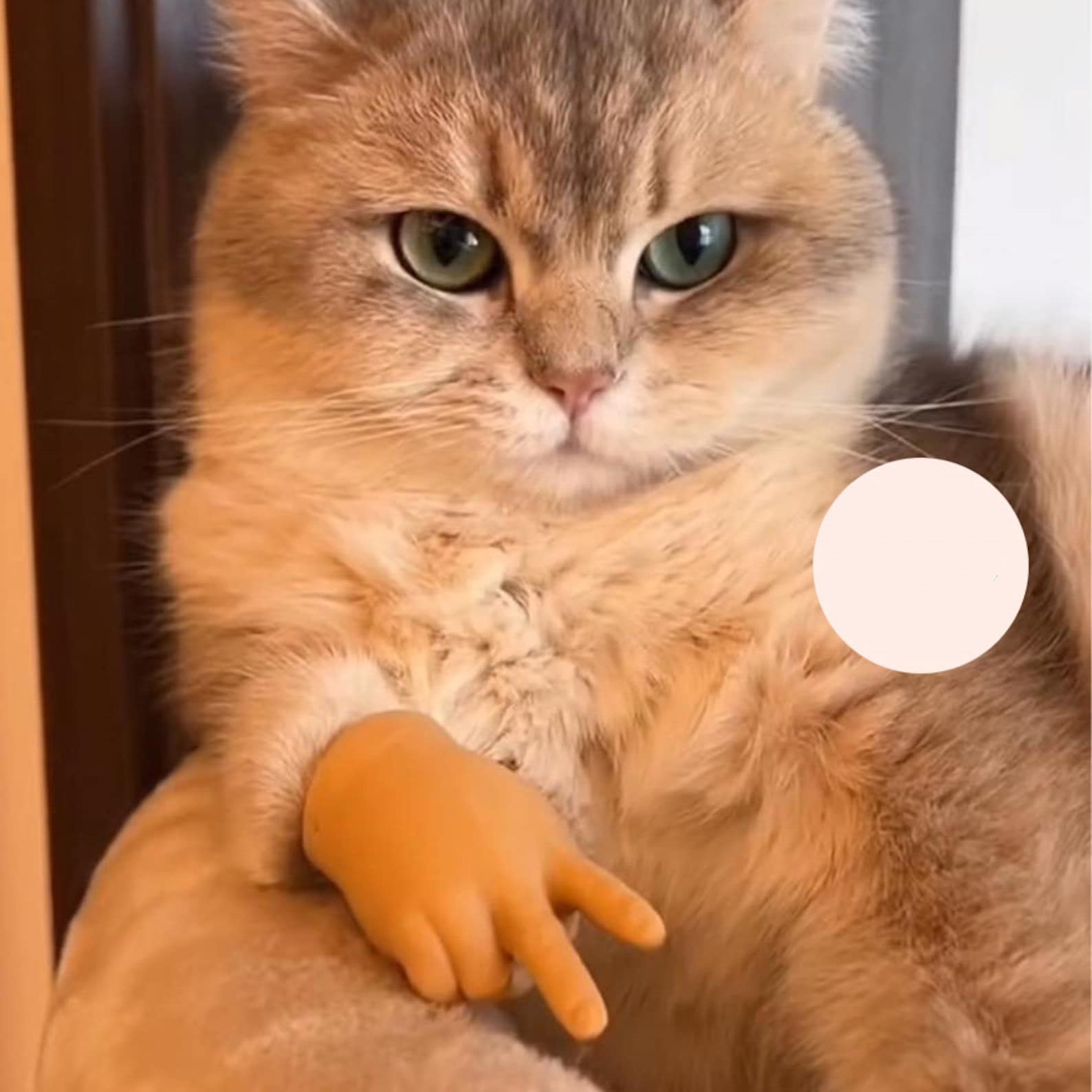 🤣Hilarious Cat Tricks Gifts - 🐾Finger Cots For Cats