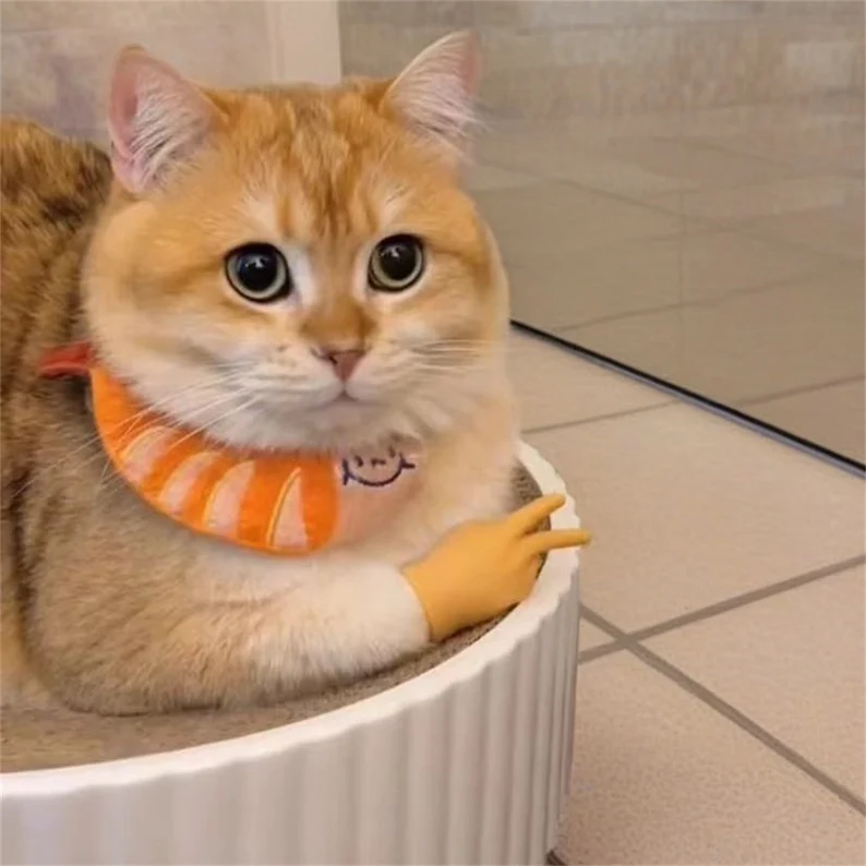 🎁Unique Pet Gift - 🐾Cat Hands