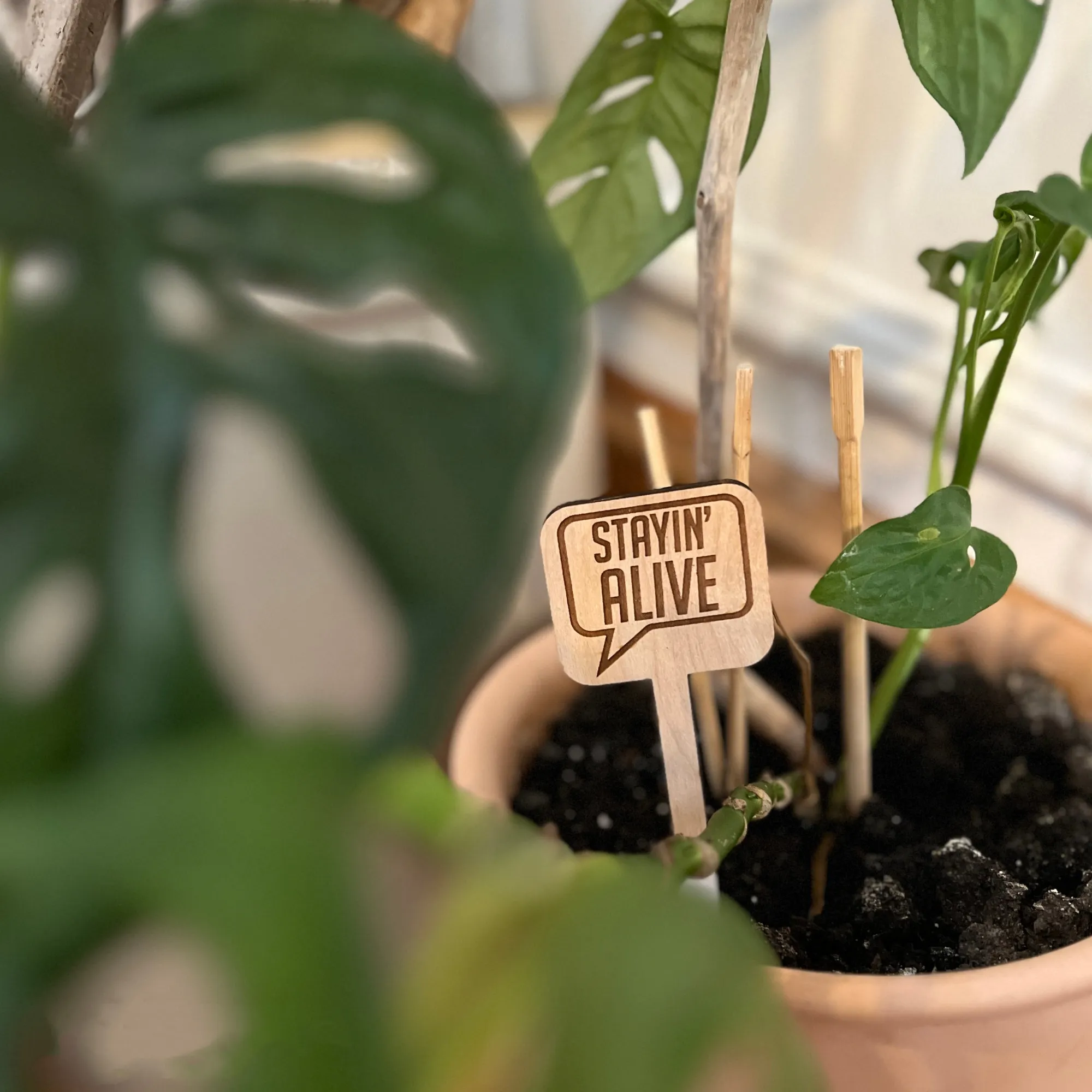 😆Fun Cheeky Woodplant Stakes