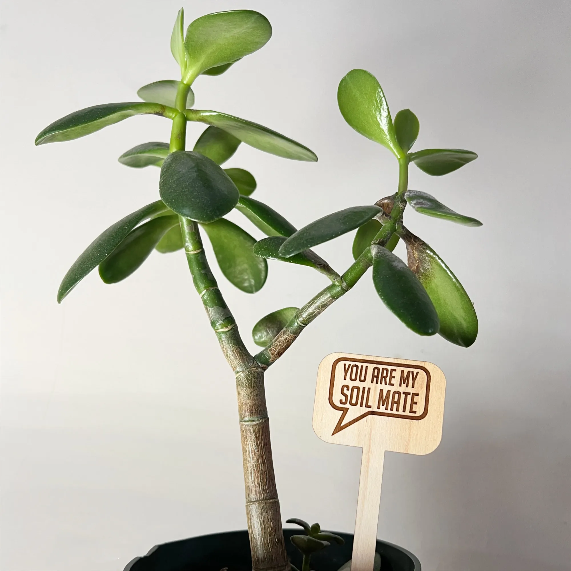 😆Fun Cheeky Woodplant Stakes