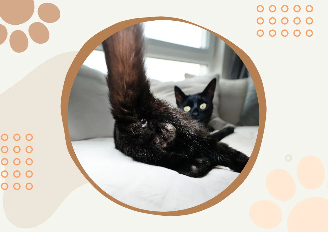 🤣Funny Cat Calendar 2024