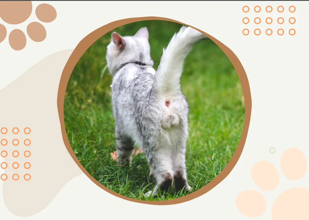 🤣Funny Cat Calendar 2024