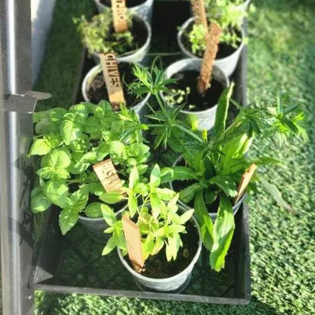 🌻Interesting Plant Markers - Christmas Gifts for Gardeners🎄