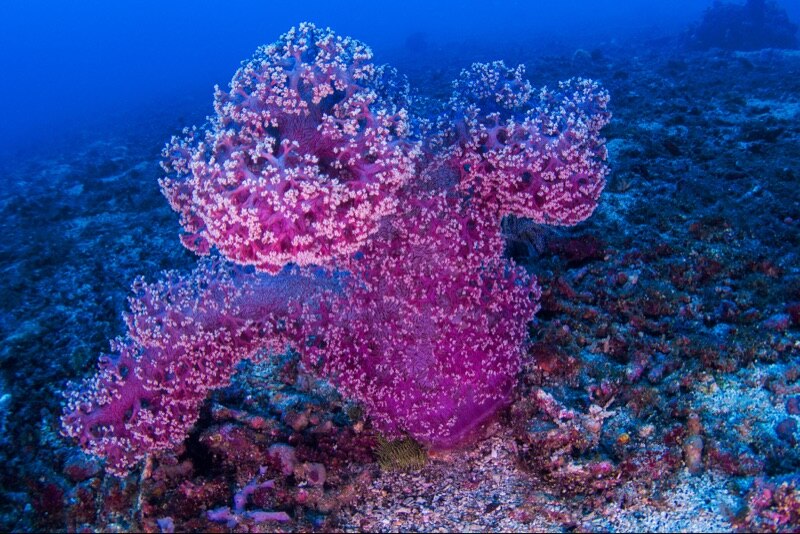 Float Underwater Light Photography Kit for olympus tough tg 5 | NiteScuba-nitescuba