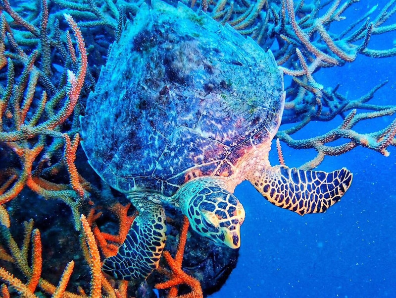 Nitescuba Diving Photography Tray Combo kit-nitescuba