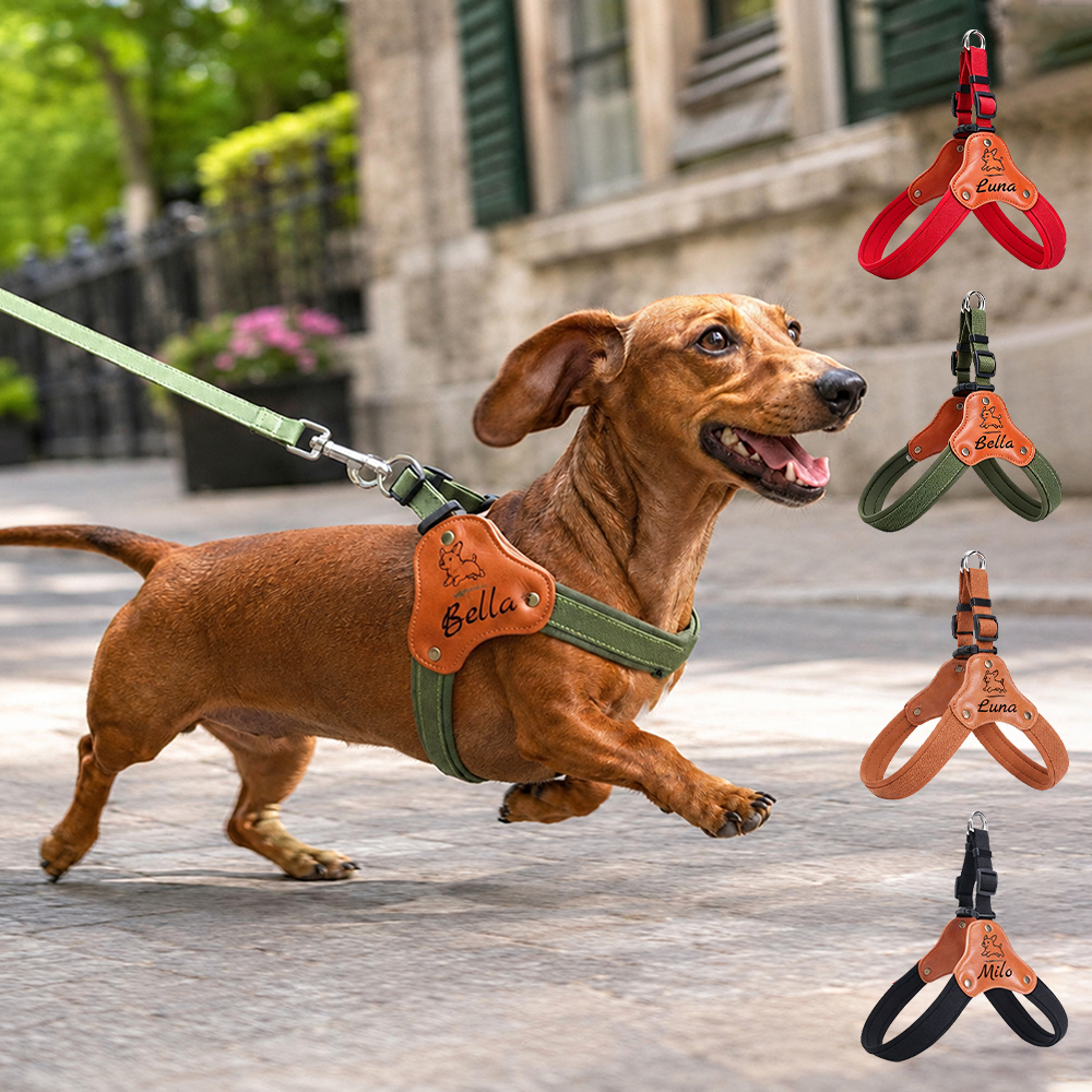 Personalized No-Pull Dog Harness & Leash Set