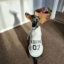 Custom Dog Hoodies