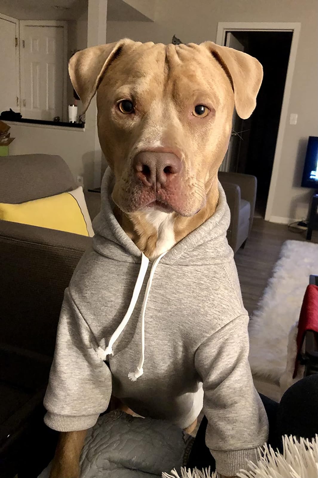 Custom Dog Hoodies