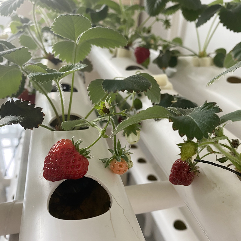 Vertical Hydroponic Plant Growing Rack Multi Layer System Grow Shelf Indoor Balcony Vegetable Herb Microgreens Production