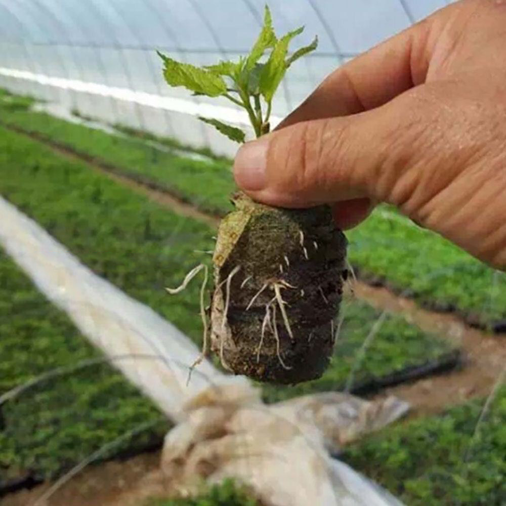 Net bag compressed nutrient soil block