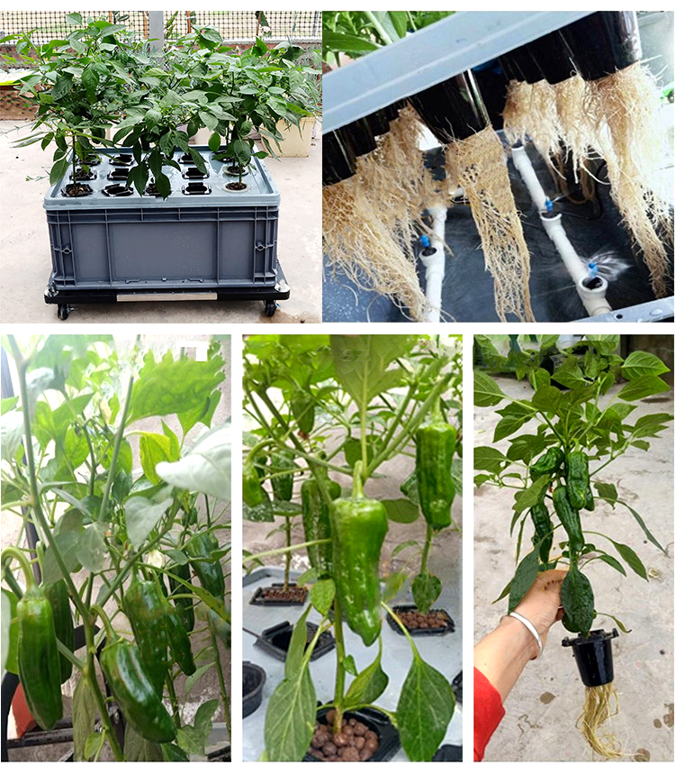 Aeroponic Planting Box for Indoor and Outdoor Greenhouse Home Veggies Growing and Planting