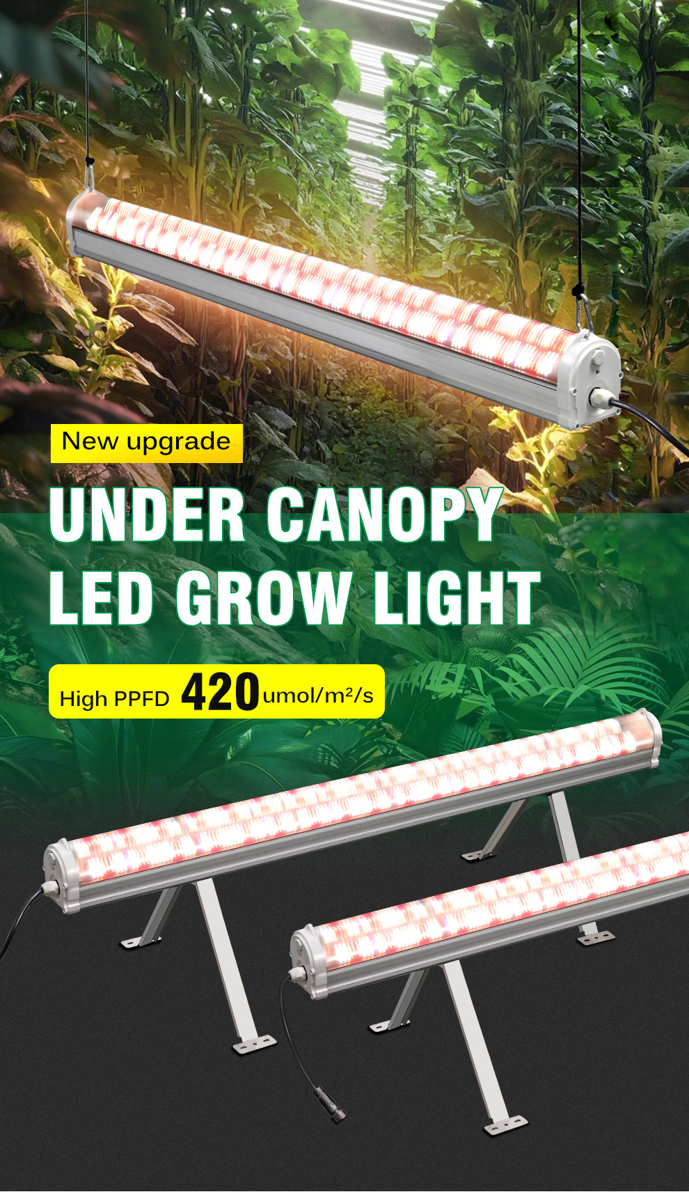High-Power 100W-150W IP65 COB LED Grow Lights with LM301B 4000K Spectrum for Greenhouse Seedling Cultivation