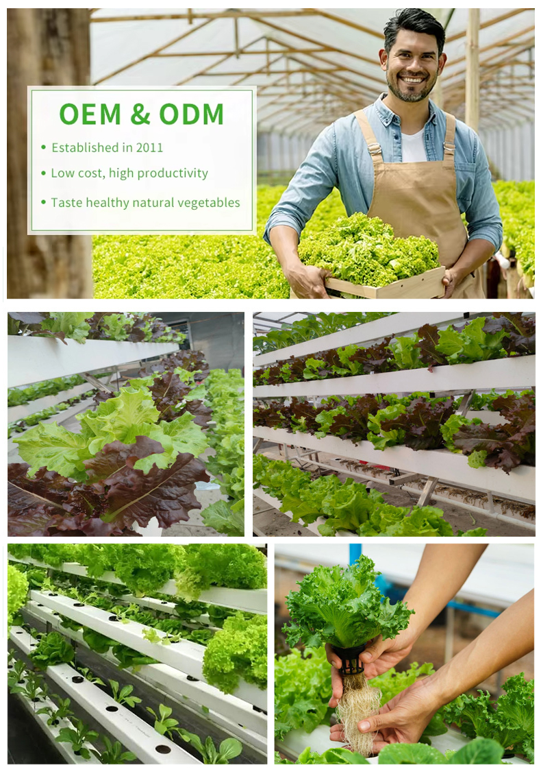 Hydroponics Indoor Vertical Farm CEA Planting Rack Shelf, Small Greenhouse Grow Table Leafy Green Fruit Vegetables Plant