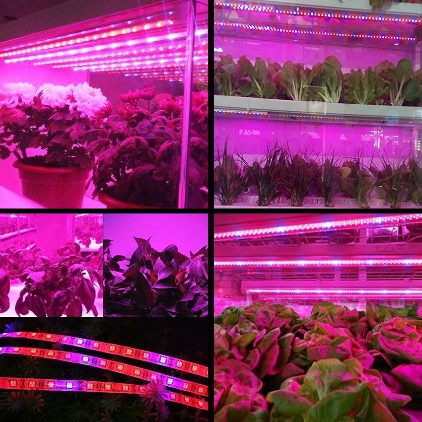 Full Spectrum LED Grow Light Strip 12V Flexible Phyto Lamp for Indoor Hydroponic Greenhouse Plant Growing Tape Home Use