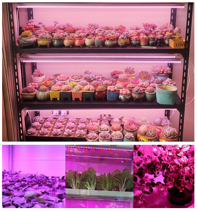 Full Spectrum LED Grow Light Strip 12V Flexible Phyto Lamp for Indoor Hydroponic Greenhouse Plant Growing Tape Home Use