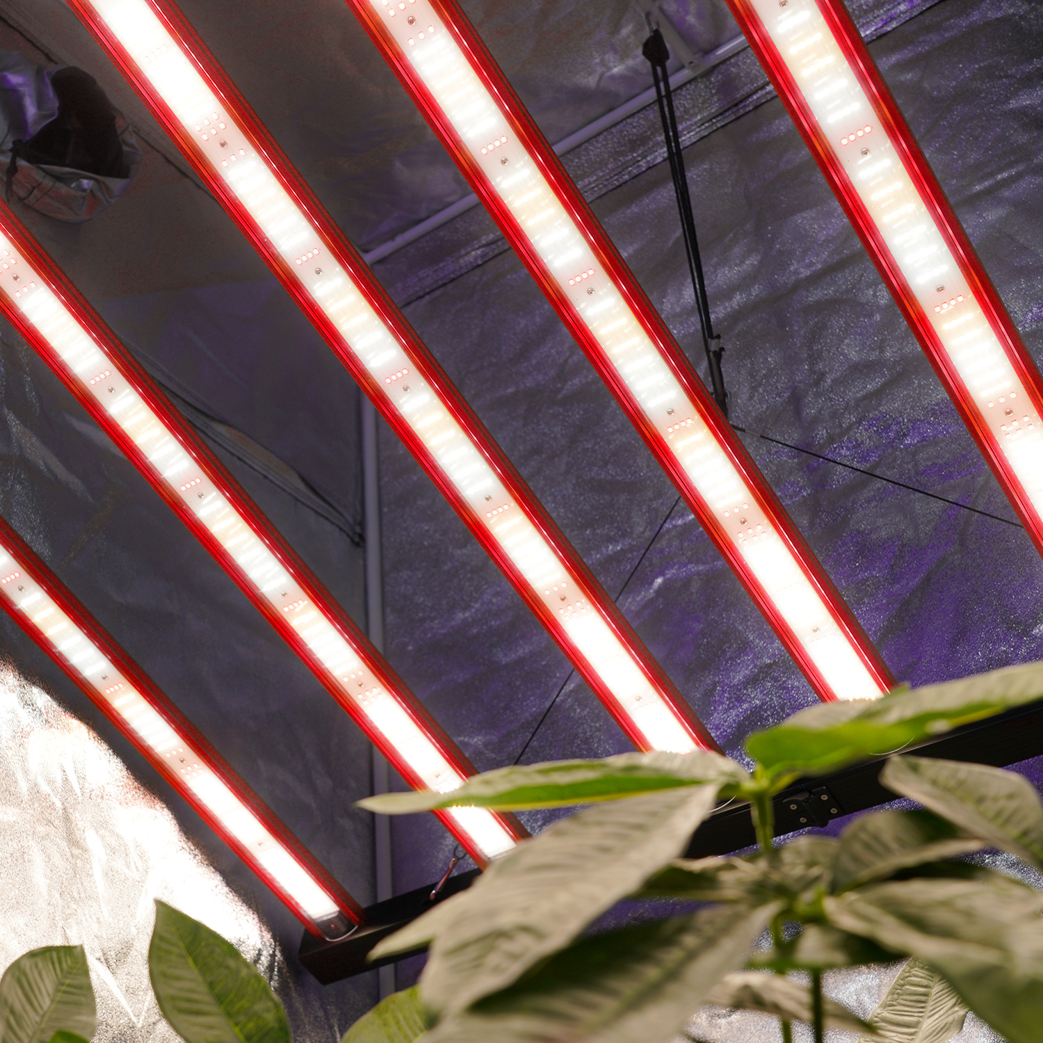 Meijiu Advanced 720W Full Spectrum LED Grow Lights with Separate Control Function for Professional Horticulture Applications