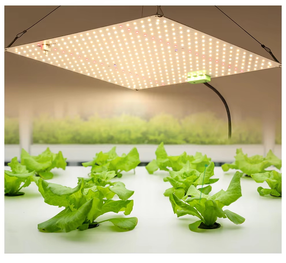Professional 100W LM301H Full Spectrum LED Grow Light System for Commercial Vertical Farms, Greenhouse Toplighting