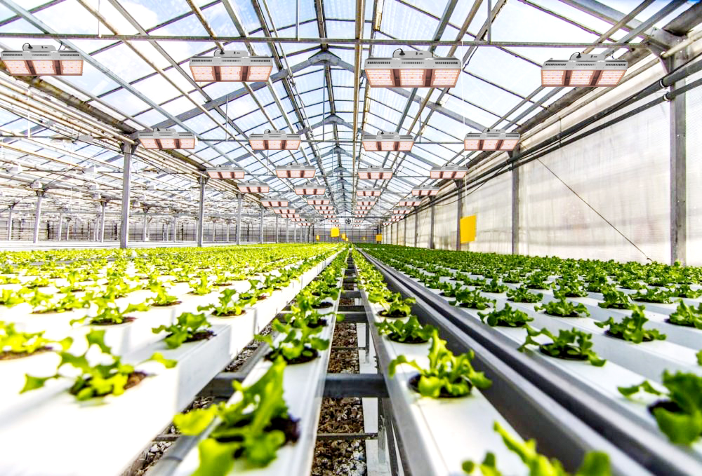 1200W Full Spectrum High Bay LED: Boost Growth with High PPFD