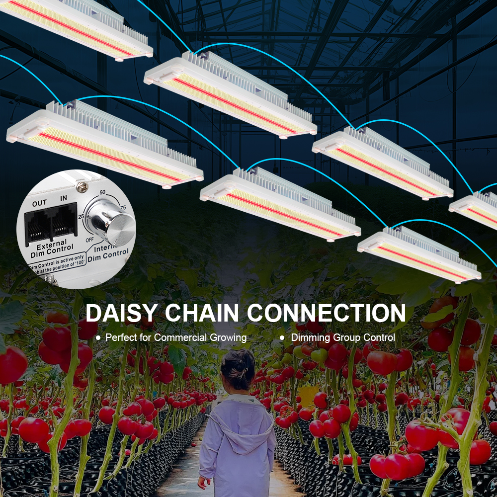 3.3umol/J Waterproof Full Spectrum LED Grow Light Bars with 660nm 730nm IR for Tomato Crop Bloom Phase Indoor Vertical Farming