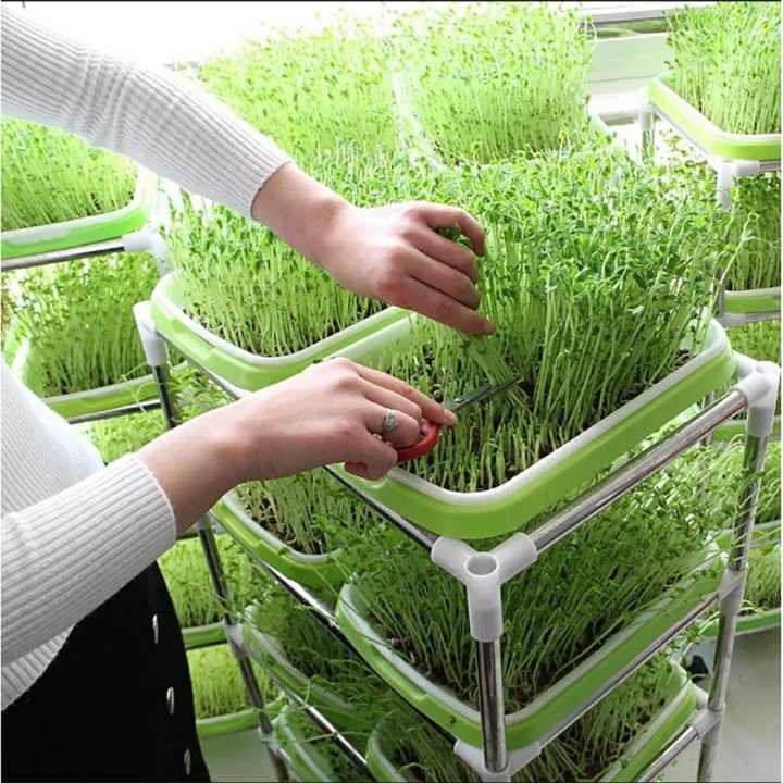 Double Row Seedling Grow Rack