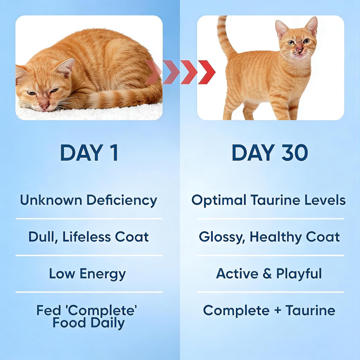 KittySupplement Taurine for Cats -Immune System Support, Heart Health & Vision Care- 200G/7oz
