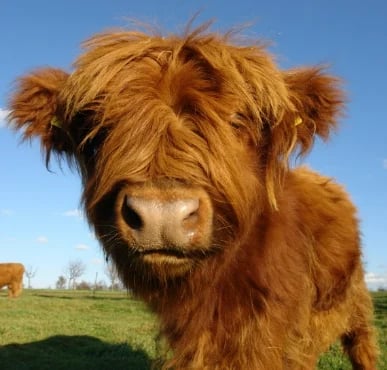 Scottish Handmade Highland Cattle