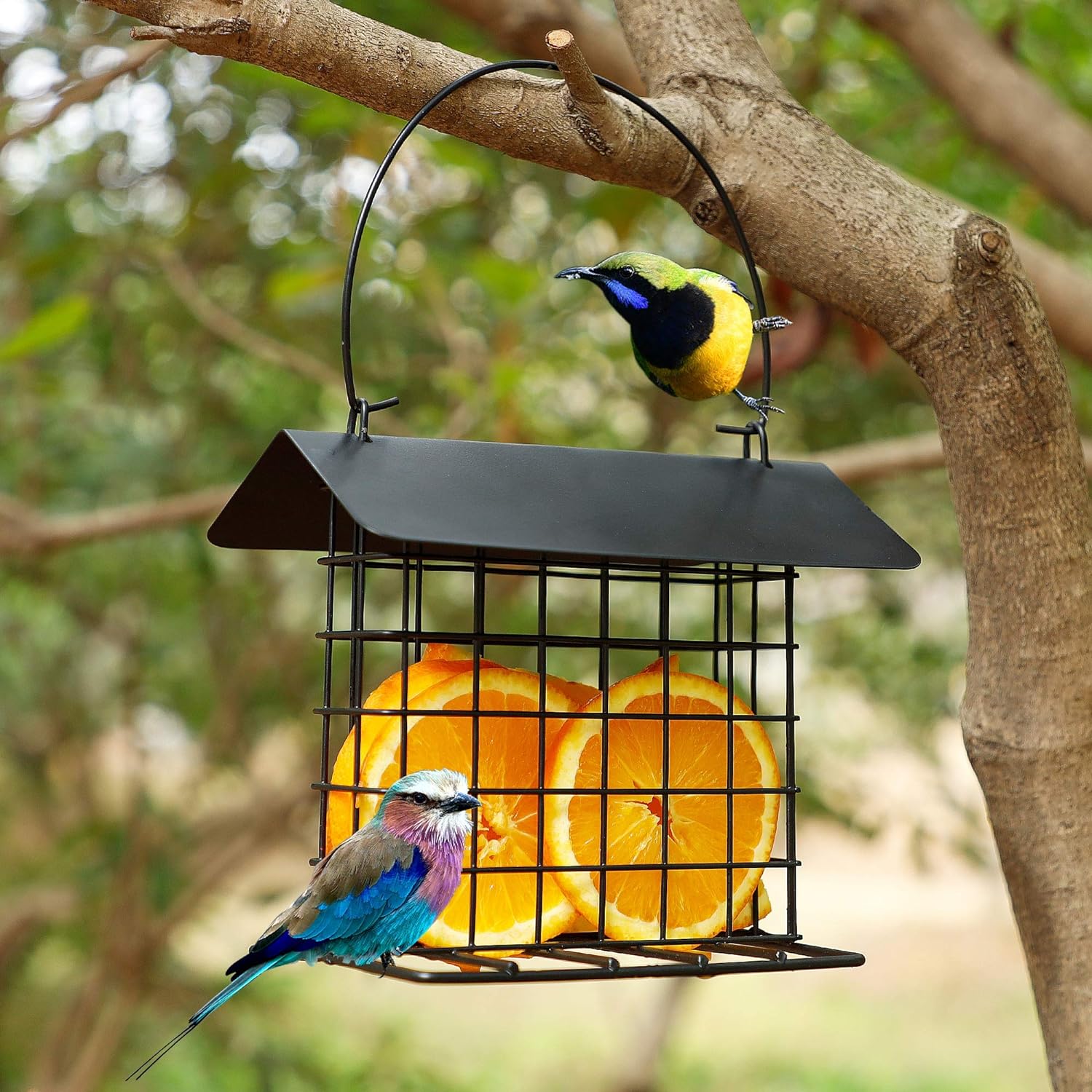 Hanging Suet Holder Cage Cake Bird Feeder for Outside - Squirrel Proof & Rainproof
