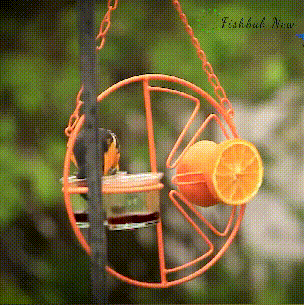 🔥LAST DAY 49% OFF-2-in-1 hanging hummingbird oriole feeder